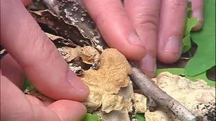 What the lichen growing on Oregon's trees can tell us about air quality