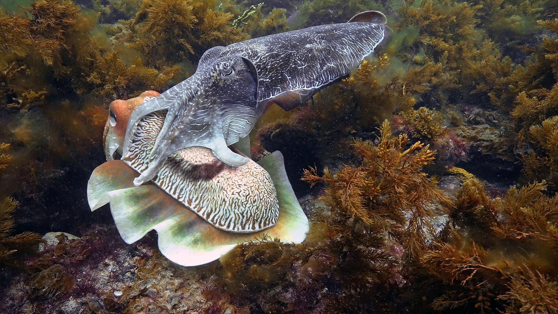 Why Do Cuttlefish Change Colors?