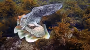 Why Do Cuttlefish Change Color?