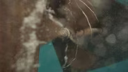 Examining the Impact of Sound on Marine Life (Preview)