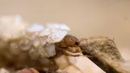 Caddisflies
