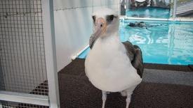 Makana Bird: asset-mezzanine-16x9