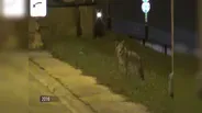Coyote Attacks Are Rare, Says Lincoln Park Zoo Expert