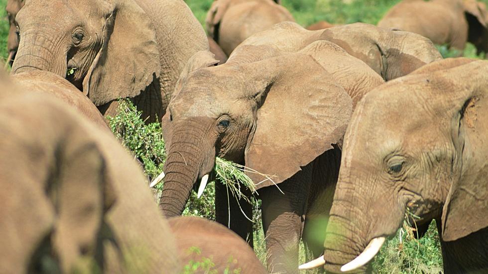 Elephants Gorge Themselves on Weaver Birds image