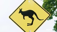 Clintonville's Kangaroo Crossing Sign