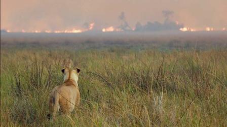 Video thumbnail: Big Cats 24/7 Wildfires Threaten the Operation and Big Cats