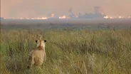 Wildfires Threaten the Operation and Big Cats