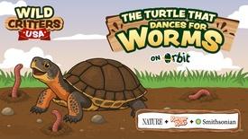 The Turtle that Dances for Worms | Wild Critters USA: asset-mezzanine-16x9