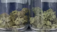 NY joins NJ in quest to get cannabis industry up and running