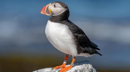 Video thumbnail: Maine Public News National Audubon Society’s Project Puffin
