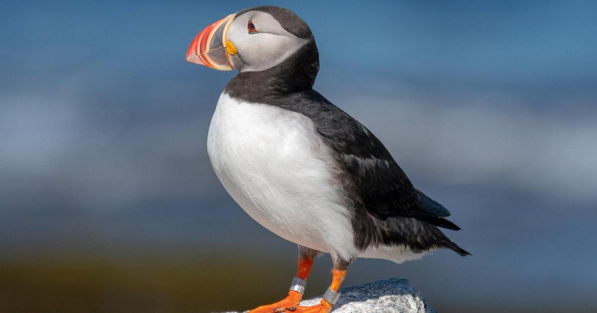 Maine Public News | National Audubon Society’s Project Puffin | PBS