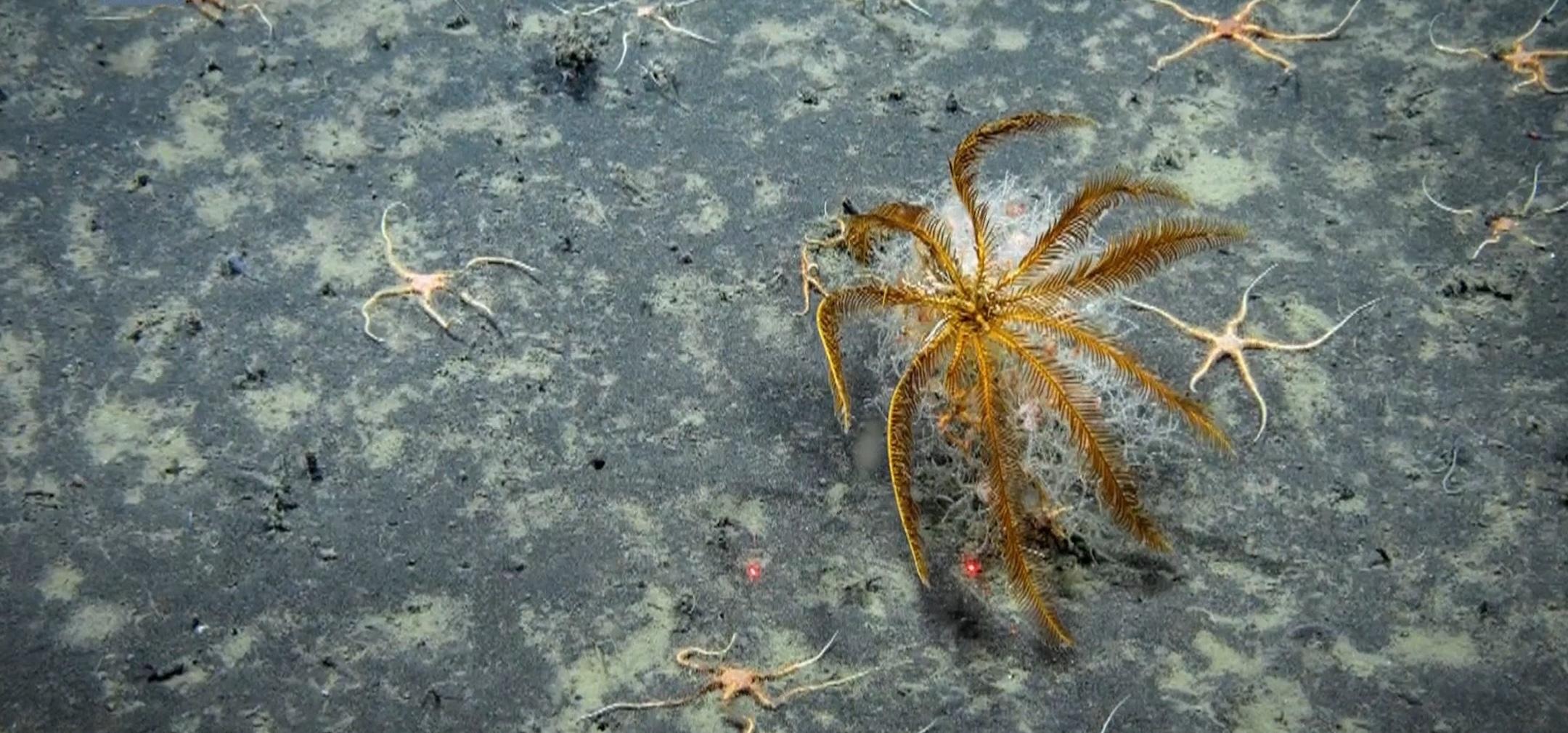 Humans have seen a tiny fraction of the deep sea. Researchers are trying to change that