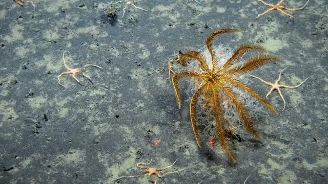 How little of the deep seafloor humans have ever seen