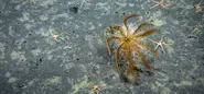 How little of the deep seafloor humans have ever seen