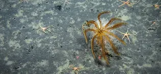 How little of the deep seafloor humans have ever seen