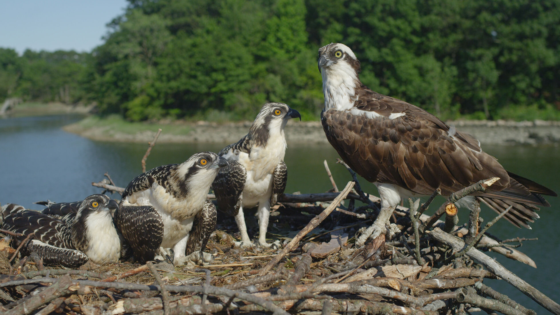 A grown osprey with three osprey chicks in a nest. 
