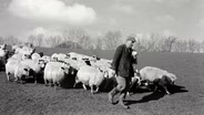 James Ravilious: A World in Photographs