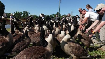 Video thumbnail: Kentucky Afield Surprise Fishing Trip; Deer Season; Goose Roundup; and More