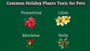 Holiday Pet Dangers