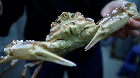 Video thumbnail: Alaska Insight Investigating the case of missing snow crabs in Alaska