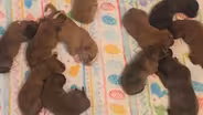 A Cause for Paws