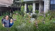 Front Yard Native Plant Wildlife Habitat