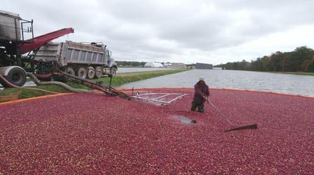 Video thumbnail: Wisconsin Life Cranberry Class