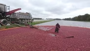 Cranberry Class
