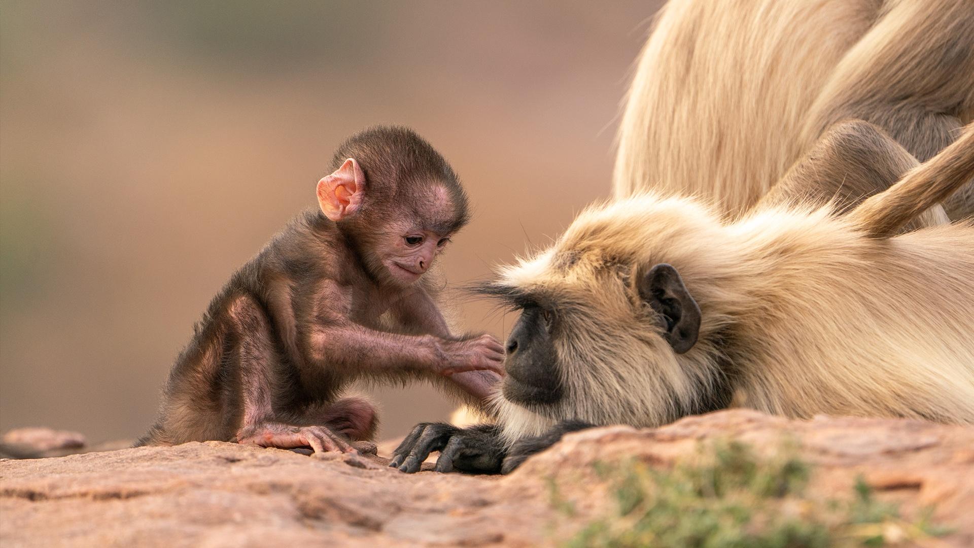 Animal parents must balance risk and reward to raise their young in grasslands.