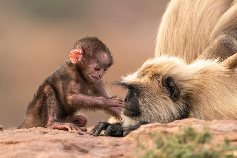 Grasslands | Parenthood Poster