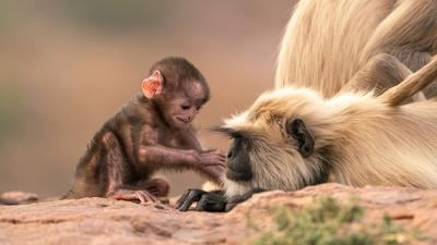 Grasslands | Parenthood