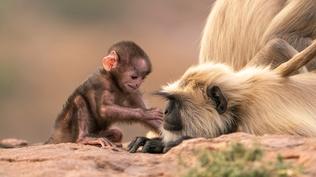 Grasslands | Parenthood