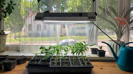Video thumbnail: Modern Gardener Tips for How to Use Grow Lights
