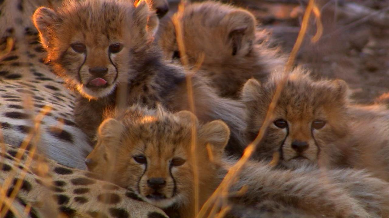 Nature | Cameraman Discovers Five Baby Cheetahs