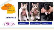 06/12/2025 | Magnolia, Poppy Mcllroy and Warren | Mark's Furry Friends