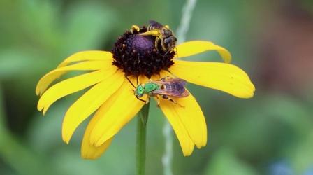 Video thumbnail: Local Routes Native Bee Species of North Florida