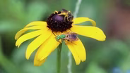 Native Bee Species of North Florida