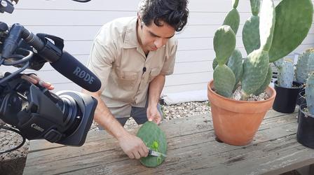 Video thumbnail: Central Texas Gardener Harvest Prickly Pear Pads for Nopalitos