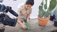 Harvest Prickly Pear Pads for Nopalitos