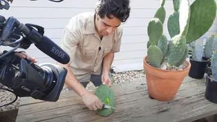Harvest Prickly Pear Pads for Nopalitos