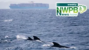 Help for Striking Workers and Protecting Whales from Collisions: January 17, 2025