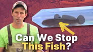 How a Small Fish Could Threaten Lake Champlain’s Economy