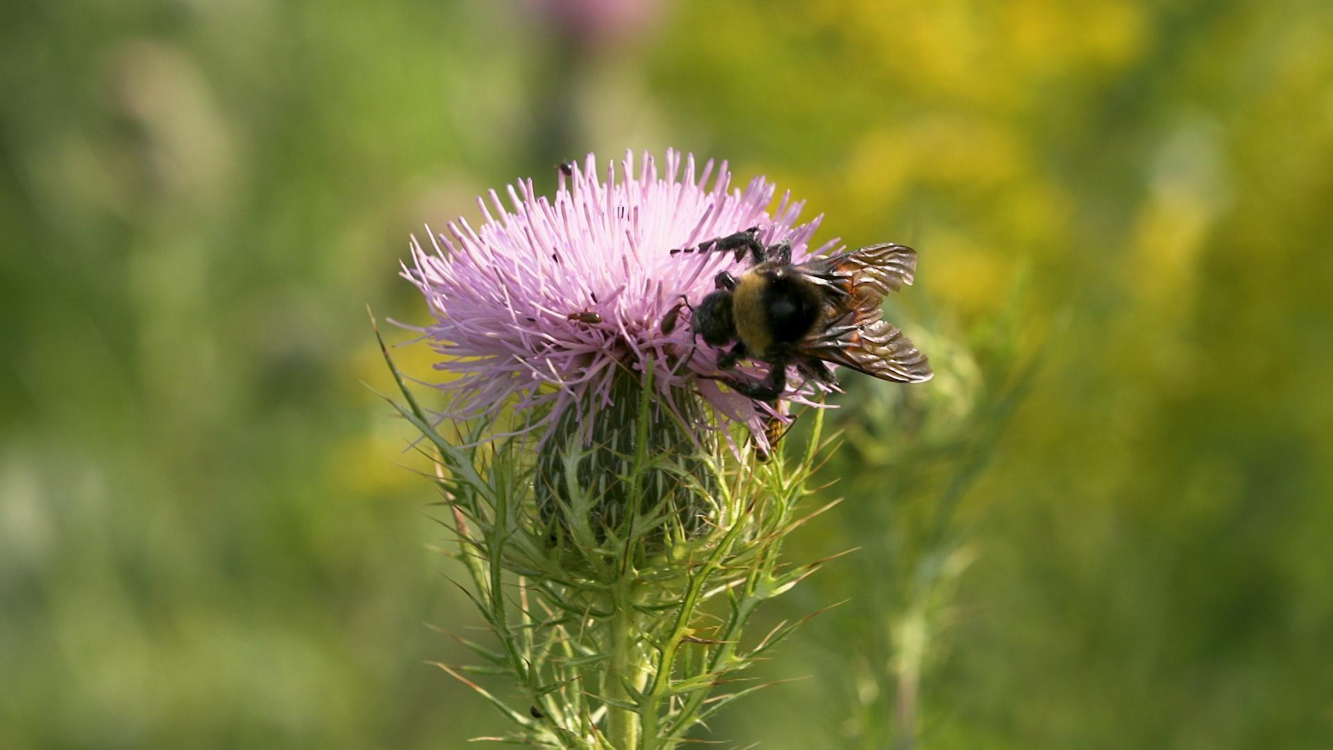 The American Bumblebee Population Has Dropped By 90% Within 20