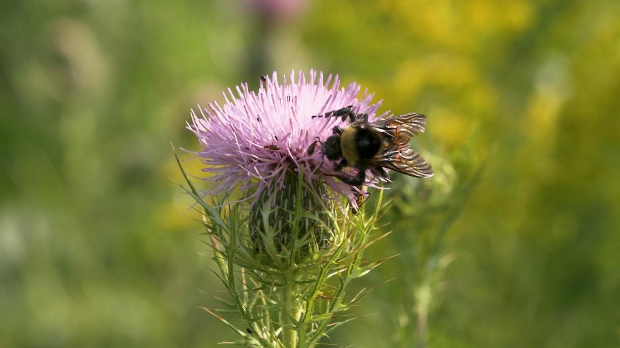 Tri-colored Bumble Bee – Bumble Bees of Wisconsin – UW–Madison