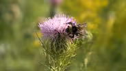 Saving Wisconsin's Native Bee Population Is a Team Effort