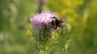Saving Wisconsin's Native Bee Population Is a Team Effort