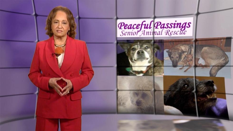 Race Car Driver Macy Causey; Senior Animal Rescue (#2613) image