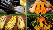 Harvesting Winter Squash