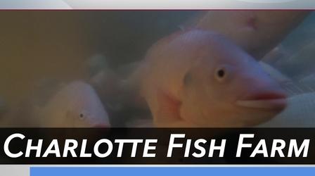 Video thumbnail: Carolina Impact Fish Farm