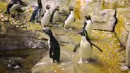 Rockhopper Penguins Go for a Swim at Shedd Aquarium